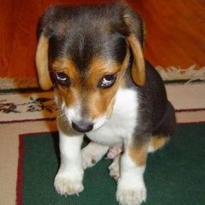 Meet your Posher, Avraam